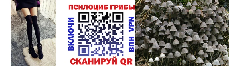 Псилоцибиновые грибы Psilocybe Ижевск